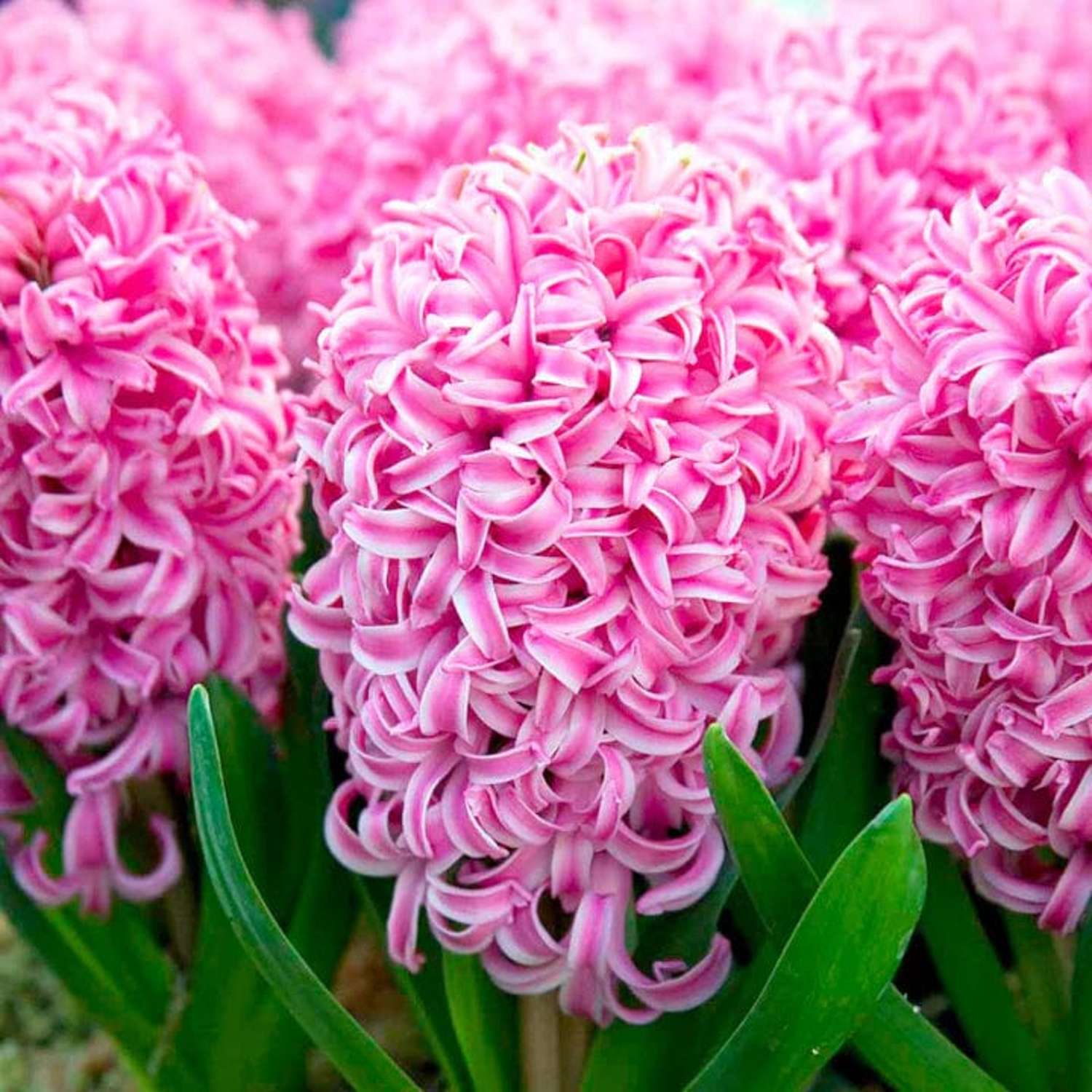 Hyacint 'Pink Pearl'